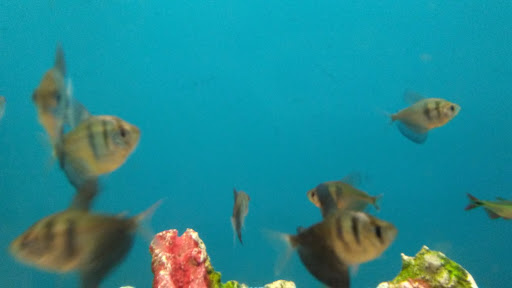 Fabric Store «Jo-Ann Fabrics and Crafts», reviews and photos, 10545 S Mall Dr, Baton Rouge, LA 70809, USA