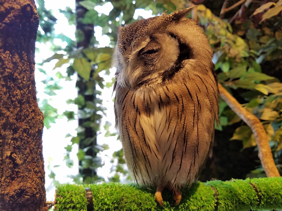 鎌倉乃フクロウの森 市内で鎌倉市