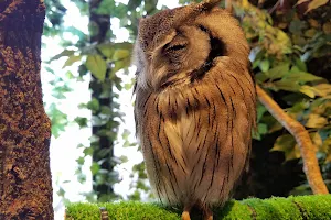 Kamakura Owls’ Forest image