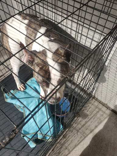 Pet Supply Store «Petco Animal Supplies», reviews and photos, 3577 S Rainbow Blvd, Las Vegas, NV 89103, USA