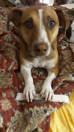 Pet Supply Store «PetSmart», reviews and photos, 1050 McKinley Pl Dr #30, San Marcos, TX 78666, USA