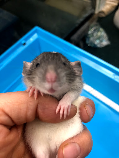 Pet Store «34 Pet Shop», reviews and photos, 3434 W Slauson Ave, Los Angeles, CA 90043, USA