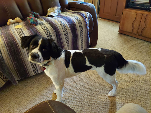 Pet Supply Store «Petco Animal Supplies», reviews and photos, 3264 Buford Dr NE #110, Buford, GA 30519, USA