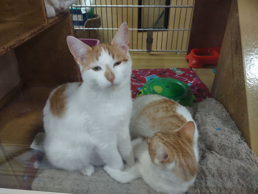 Pet Supply Store «PetSmart», reviews and photos, 104 TX-332, Lake Jackson, TX 77566, USA