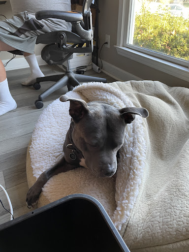 Pet Supply Store «Snoozer Pet Products», reviews and photos, 561 Bessie Rd, Piedmont, SC 29673, USA