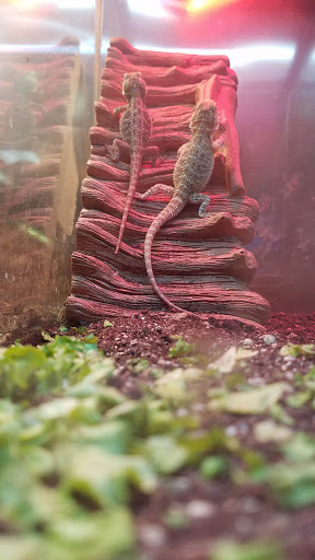 Pet Store «Wildside Pets», reviews and photos, 1042 N Higley Rd #105, Mesa, AZ 85205, USA