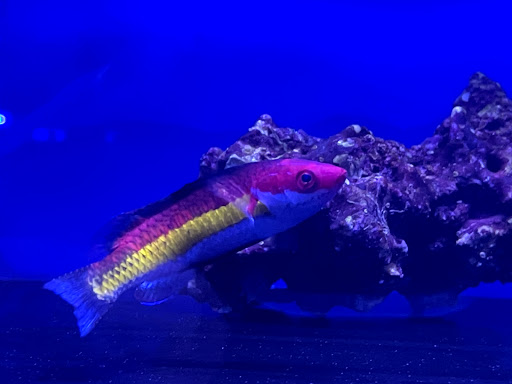 Tropical Fish Store «Tropical Pet Oasis», reviews and photos, 10218 Progress Ln, Parker, CO 80134, USA