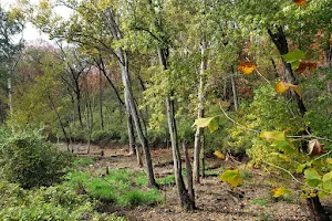 3M Flat Branch-Hinkson Creek Wetlands image