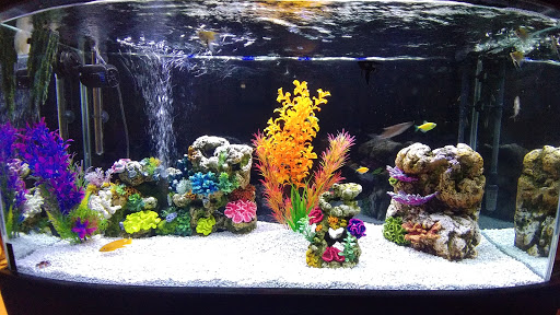 Pet Store «Pet World», reviews and photos, 891 Harriman Pl, San Bernardino, CA 92408, USA