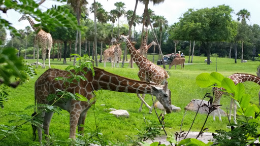 Roller Coaster «Cheetah Hunt», reviews and photos, 10165 N Malcolm McKinley Dr, Tampa, FL 33612, USA