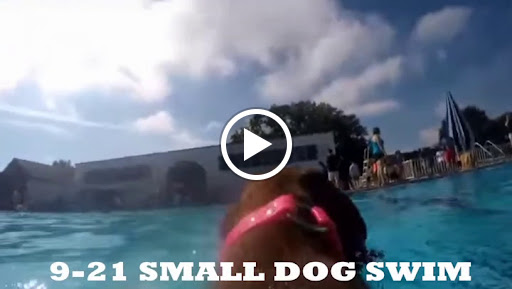 Pet Supply Store «The Dog Store», reviews and photos, 2301 Mt Vernon Ave, Alexandria, VA 22301, USA