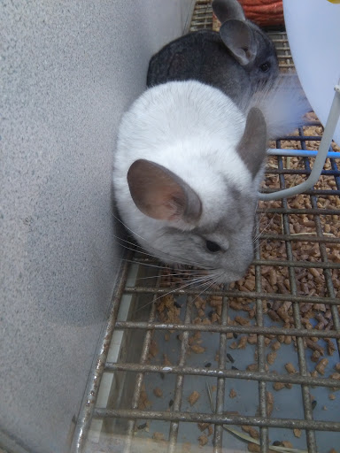 Pet Store «Fish Bowl», reviews and photos, 2117 E Race Ave, Searcy, AR 72143, USA