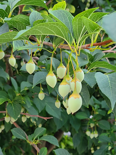 Park «Pequossette Playground», reviews and photos, Maple St, Belmont, MA 02478, USA