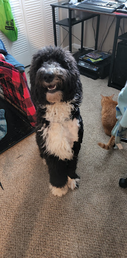 Pet Supply Store «Petco Animal Supplies», reviews and photos, 4908 Kingston Pike, Knoxville, TN 37919, USA