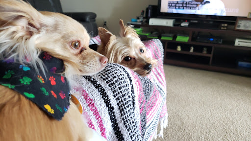 Pet Supply Store «All 4 Pets Belle Isle», reviews and photos, 5126 S Conway Rd, Orlando, FL 32812, USA