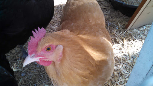 Pet Supply Store «Barnes Supply Co.», reviews and photos, 774 9th St, Durham, NC 27705, USA