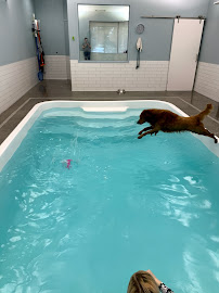 Wag 'N Paddle - Photo 7 - Car repair in Naperville, IL, Aurora