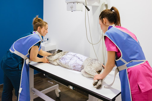 Clínica Veterinaria Entremaliats Terrassa en Terrassa