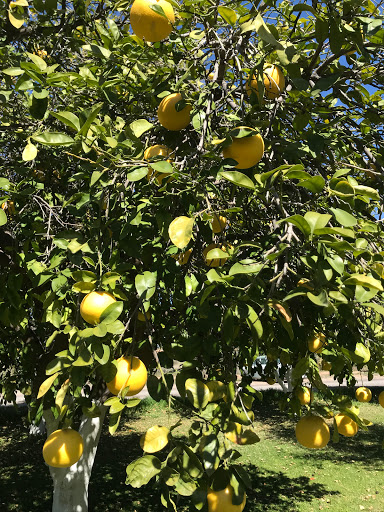Produce Market «Orange Patch», reviews and photos, 2717 E Lehi Rd, Mesa, AZ 85213, USA