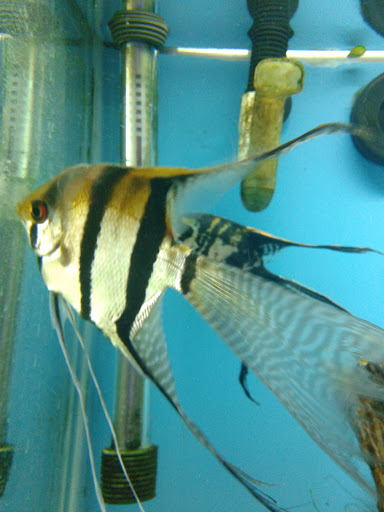 Tropical Fish Store «Scranton Aquarium», reviews and photos, 1819 Sanderson Ave, Scranton, PA 18509, USA