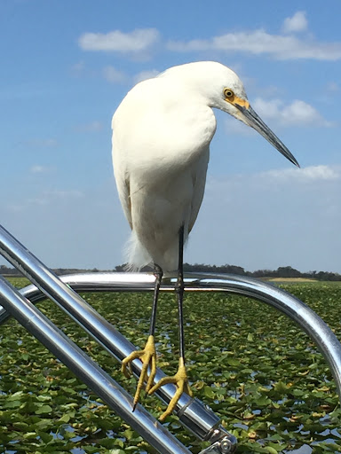 Tourist Attraction «Marsh Landing Adventures / Orlando Airboat Tours», reviews and photos, 2830 Neptune Rd, Kissimmee, FL 34744, USA