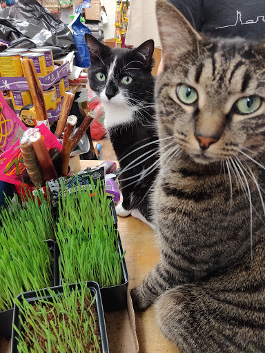 Pet Supply Store «I Love My Pet Food and Supplies», reviews and photos, 899 Nostrand Ave, Brooklyn, NY 11225, USA