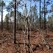 Bladen Lakes State Forest