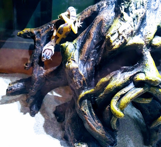 Pet Supply Store «Pet Supermarket», reviews and photos, 1070 E Hwy 50, Clermont, FL 34711, USA