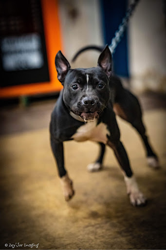 Pet Supply Store «Ace Pet Supply & K-9 Center Inc», reviews and photos, 206 Vanderpool St, Newark, NJ 07114, USA