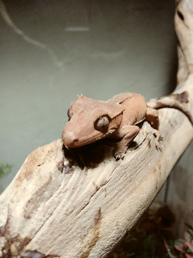 Pet Supply Store «Pet Valu», reviews and photos, 6220 Wilmington Pike D, Sugarcreek Township, OH 45459, USA