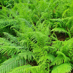 Photo n°17 de l'avis de Hansueli.c fait le 11/06/2022 à 15:56 sur le  Schwarzwälder Hof à Feldberg