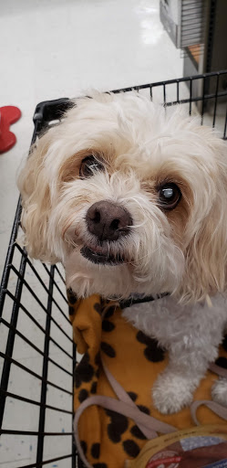 Pet Supply Store «Petco Animal Supplies», reviews and photos, 6137 Mid Rivers Mall Dr, St Charles, MO 63304, USA