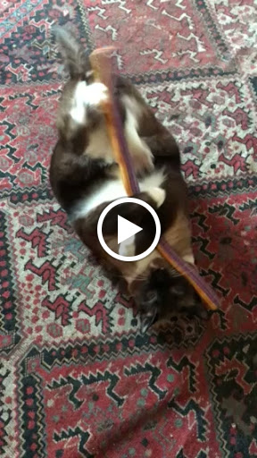 Pet Supply Store «Cole Valley Pets», reviews and photos, 910 Cole St, San Francisco, CA 94117, USA