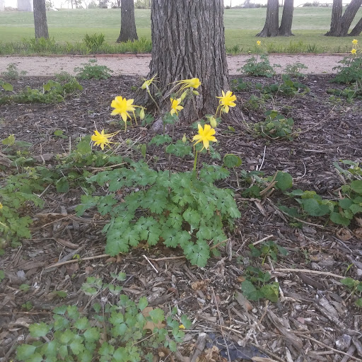 Park «Richard Greene Linear Park», reviews and photos, 1601 E Randol Mill Rd, Arlington, TX 76011, USA