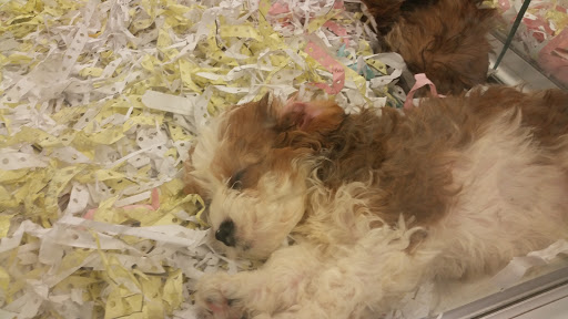 Pet Store «The Puppy Store», reviews and photos, 1163 Merrick Ave, Merrick, NY 11566, USA