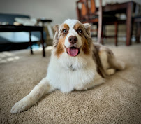 Rub A Dub Dog Care - Photo 5 - Car repair in Suffolk, VA, Chesapeake