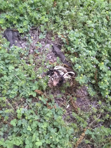 Park «Grimes Park», reviews and photos, 501 E Wintergreen Rd, DeSoto, TX 75115, USA