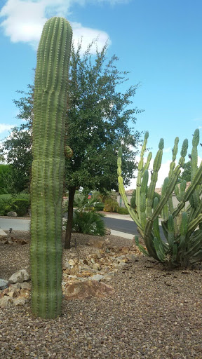 Golf Club «Trilogy Golf Club at Power Ranch», reviews and photos, 4415 E Village Pkwy, Gilbert, AZ 85298, USA