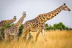 ISMANI TOURS AND SAFARIS: Best Kilimanjaro Tour Operator | Tanzania Safari Tour Company | Serengeti Safaris | Arusha & Moshi image
