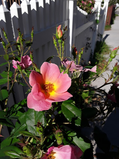 Park «Danehy Park», reviews and photos, 99 Sherman St, Cambridge, MA 02138, USA