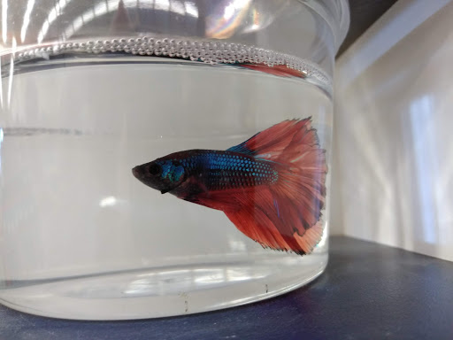 Pet Supply Store «Petco Animal Supplies», reviews and photos, 3480 Wilkes Barre Blvd, Wilkes-Barre, PA 18702, USA