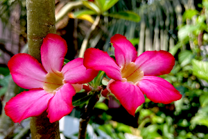 Padma Orchid and Indoor Plants image