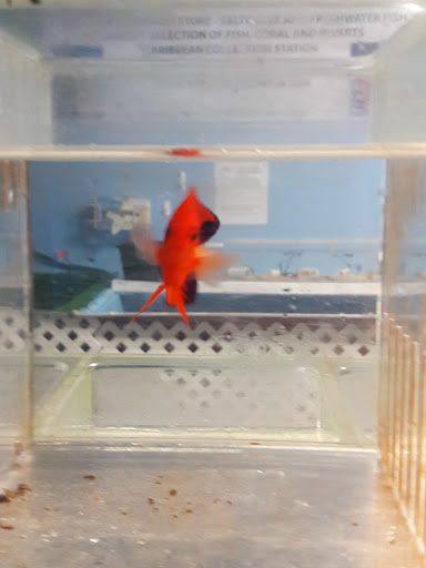 Pet Supply Store «Professional Fish Keepers Aquarium Store», reviews and photos, 7573 W Sample Rd, Coral Springs, FL 33065, USA