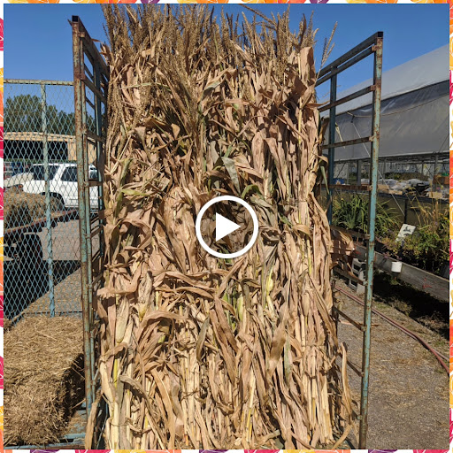 Wholesale Plant Nursery «Garden Fantasy», reviews and photos, 43250 Tyler Rd, Belleville, MI 48111, USA