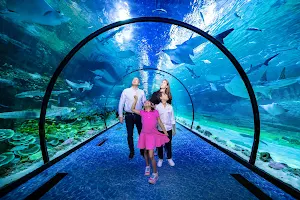 The National Aquarium Abu Dhabi image