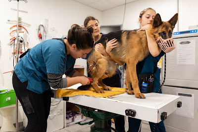 CLINIQUE VETERINAIRE DOMITIA à Béziers