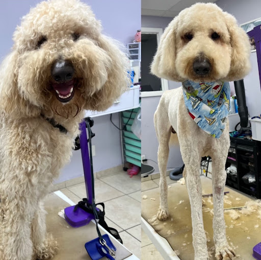 Pet Groomer «Mario`s Pet Grooming & Boutique», reviews and photos, 708 SE 17th St, Fort Lauderdale, FL 33316, USA