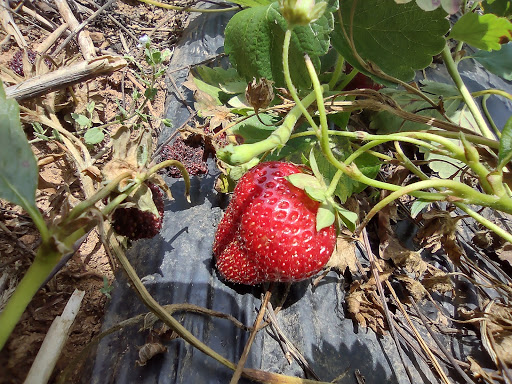 Florist «Drying Shed», reviews and photos, 1587 Newcomer Rd, Chambersburg, PA 17202, USA