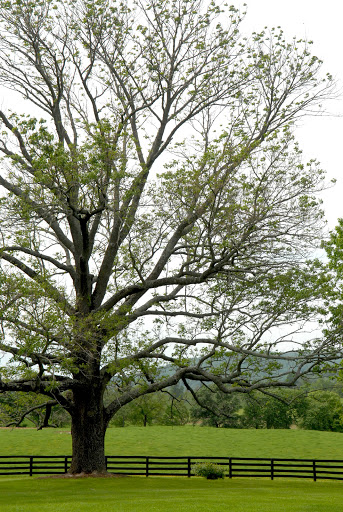 Ranch «The Marriott Ranch Bed and Breakfast», reviews and photos, 5305 Marriott Ln, Hume, VA 22639, USA