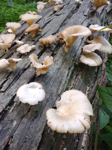 Nature Preserve «Meltzer Woods», reviews and photos, 1522 S 600 E, Shelbyville, IN 46176, USA